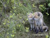 images/renard/renard-25-mai-2013-07 copie.jpg